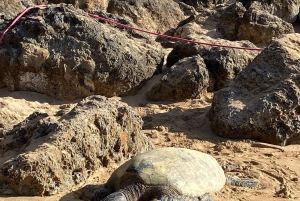 Oahu: Lo mejor de Oahu Tour en grupo reducido