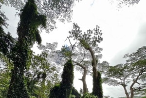 Oahu: Lo mejor de Oahu Tour en grupo reducido