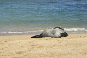 Oahu: Lo mejor de Oahu Tour en grupo reducido