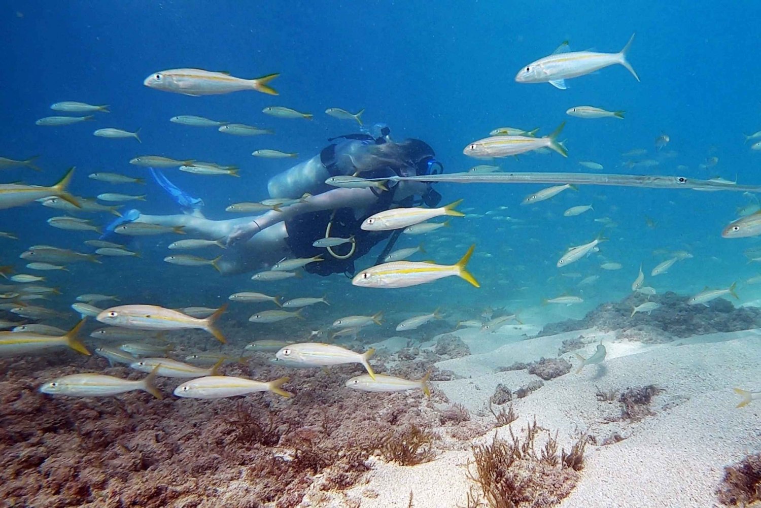 Waikiki : Plongée sous-marine pour débutants à Honolulu avec vidéos