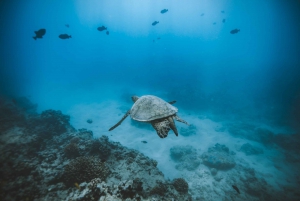 Oahu : Plongée privée avec masque et tuba sur les tortues avec itinéraire personnalisable.