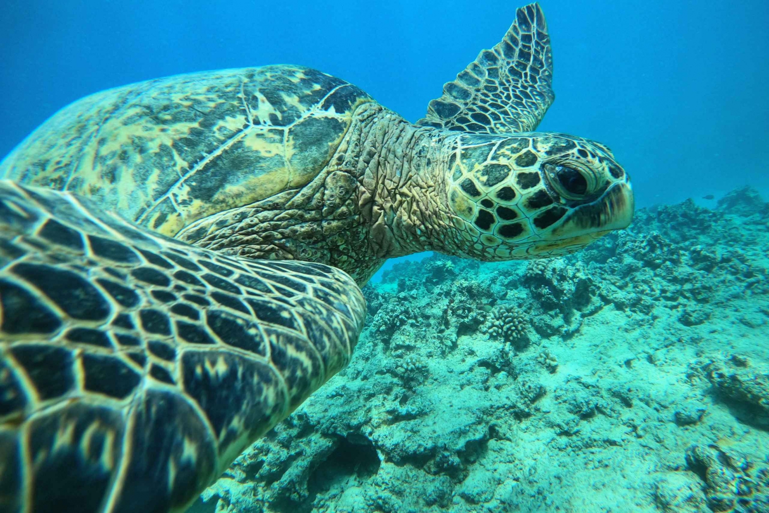 Oahu: Tour di snorkeling nel canyon delle tartarughe di Honolulu