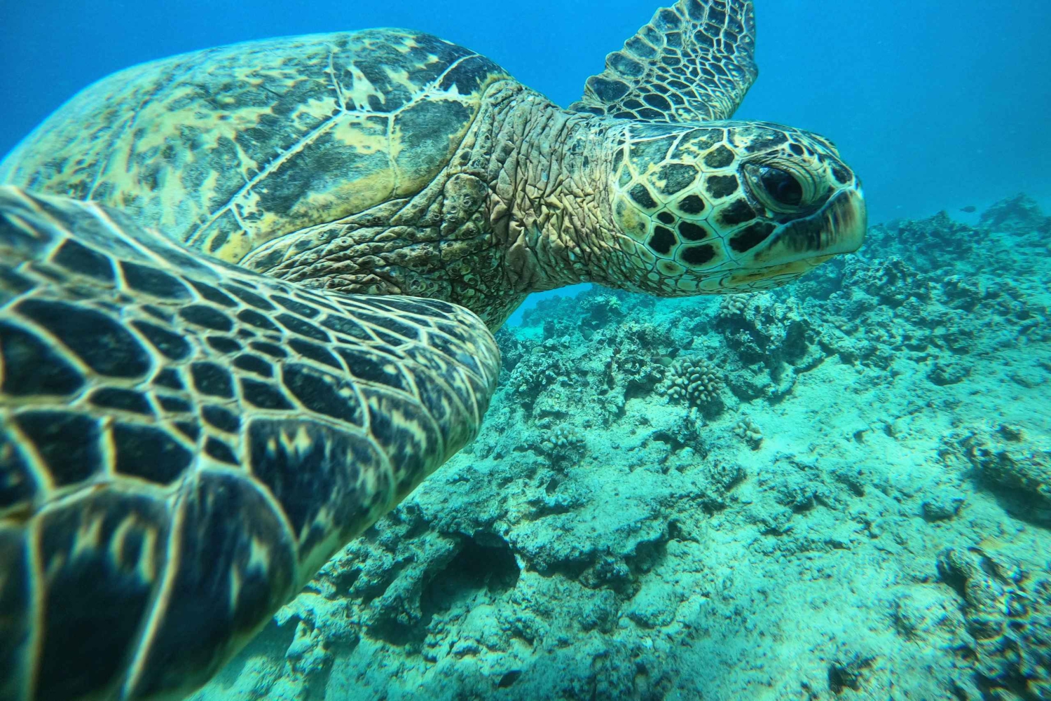 Oahu: Honolulu schildpad Canyon snorkeltour