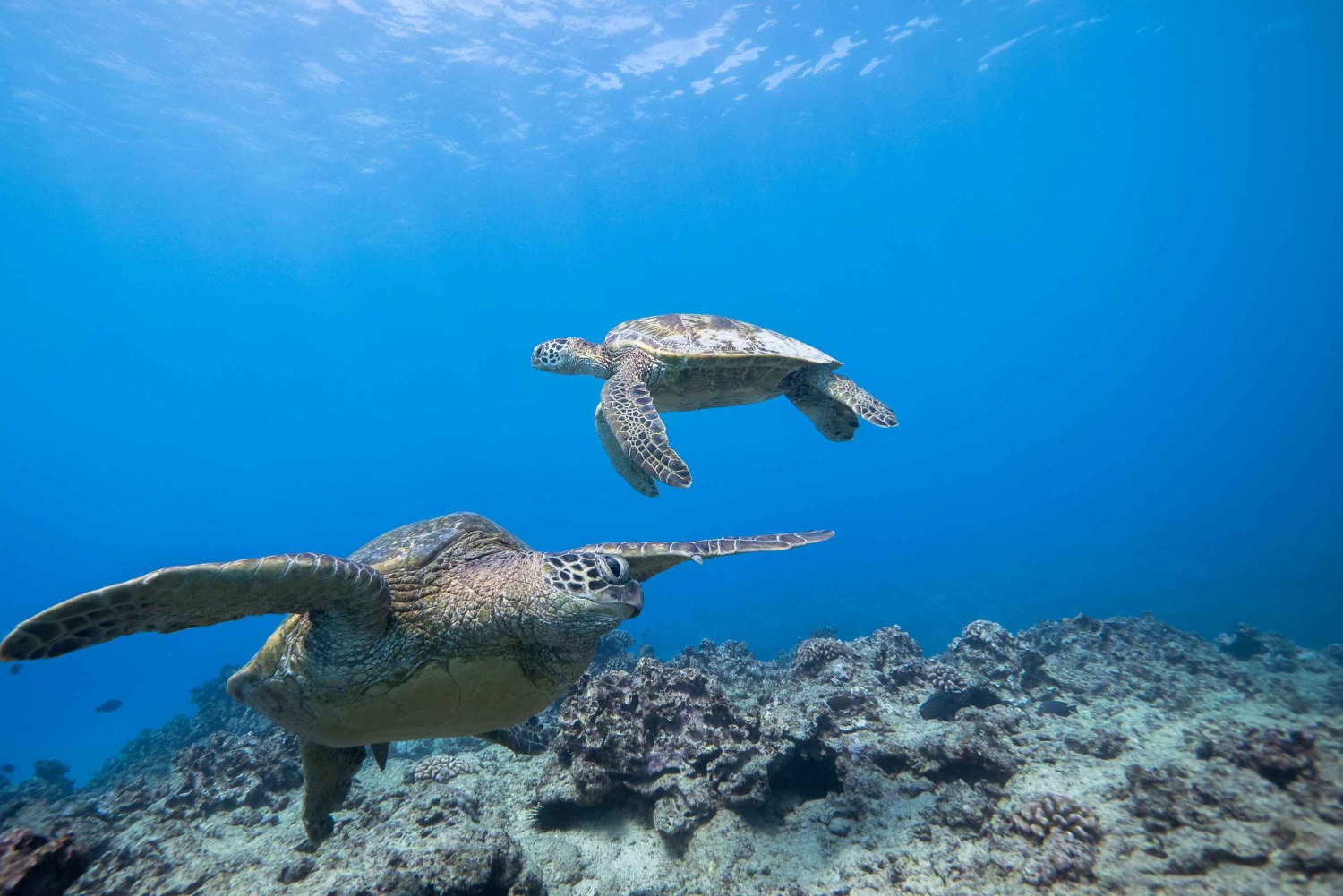 Oahu: Honolulu schildpad Canyon snorkeltour