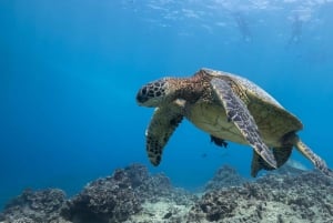 Oahu: Excursão de mergulho com snorkel no Turtle Canyon de Honolulu