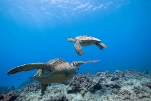 Oahu: Honolulu Turtle Canyon snorklingstur