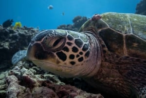 Оаху: тур по подводному плаванию с черепаховым каньоном в Гонолулу