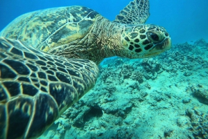 Oahu: Honolulu schildpad Canyon snorkeltour