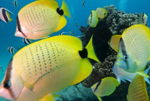 Oahu: Honolulu schildpad Canyon snorkeltour