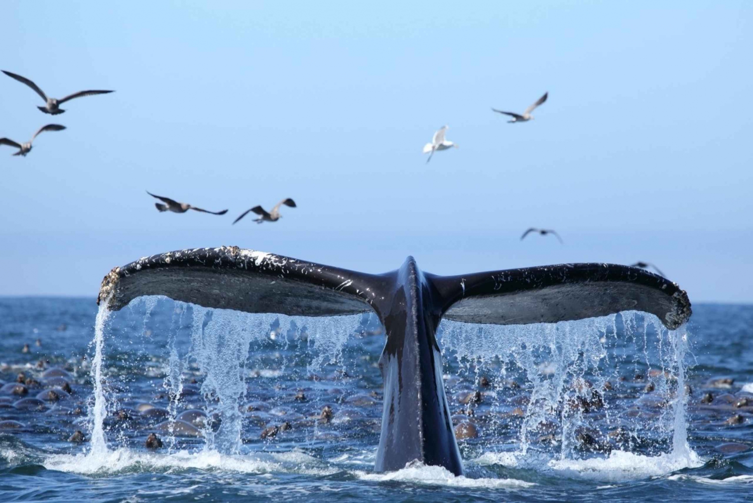 Oahu : Croisière observation des baleines à Honolulu