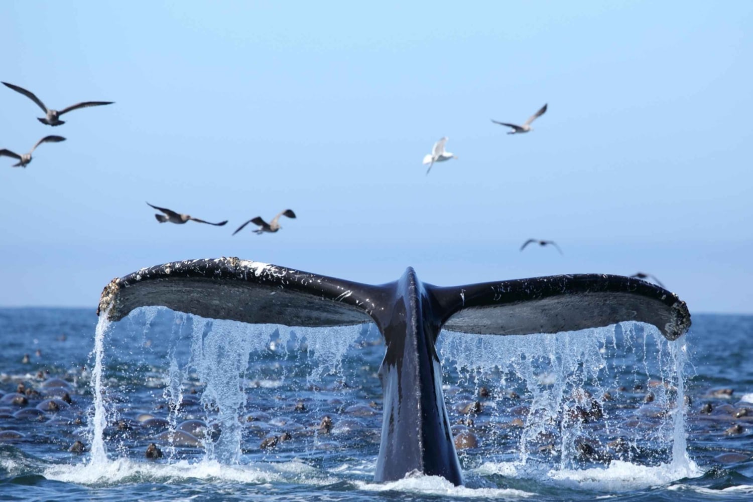 Oahu: Honolulu Whale Watching risteily