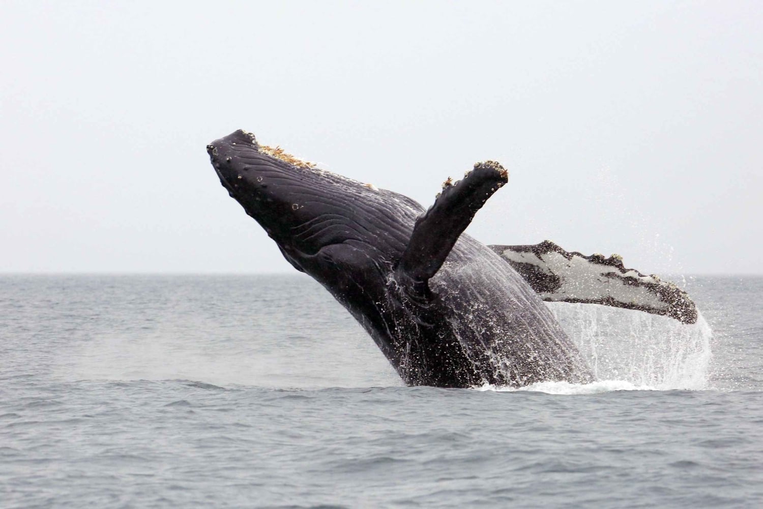 Oahu: Honolulu Whale Watching risteily