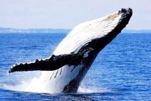 Oahu: Honolulu Whale-Watching-Bootsfahrt