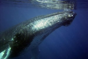 Oahu: Cruzeiro de observação de baleias em Honolulu