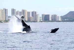 Oahu: Crociera per avvistare le balene a Honolulu