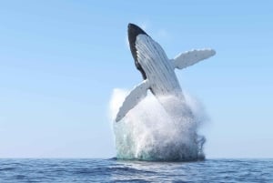 Oahu: Honolulu Whale Watching risteily