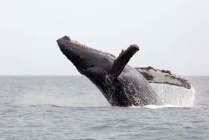Oahu: Honolulu Whale Watching risteily