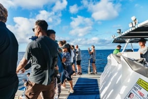 Oahu: Honolulu Whale Watching risteily