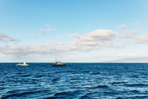 Oahu: Honolulu Whale Watching risteily