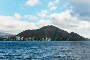 Oahu: Honolulu Whale Watching risteily
