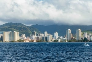 Oahu: Honolulu Whale Watching risteily