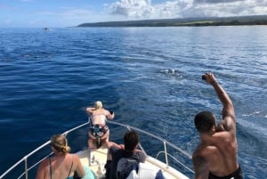 Oahu: Buckelwal-Beobachtungstour