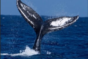 Oahu: Buckelwal-Beobachtungstour