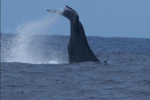 Oahu: Buckelwal-Beobachtungstour