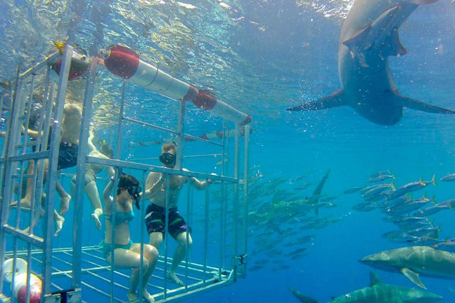 Oahu: Shark Cage Dive on the North Shore