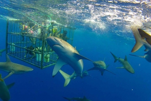 Oahu: Shark Cage Dive on the North Shore