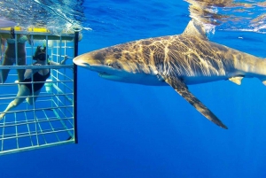 Oahu: Shark Cage Dive on the North Shore