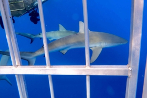 Oahu: Shark Cage Dive on the North Shore