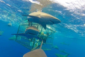 Oahu: Shark Cage Dive on the North Shore