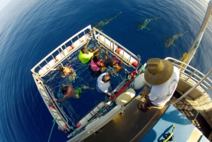 Oahu: Shark Cage Dive on the North Shore