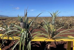 Oahu Island: The North Shore Dole Pineapple Day Trip