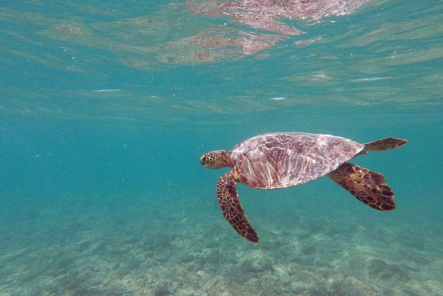 Oahu: Kajak excursie met gids in Kailua en lunch