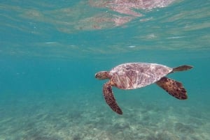 Oahu: Kajak excursie met gids in Kailua en lunch