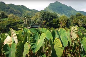 Oahu: Excursión en Tranvía por la Granja de Kualoa y la Isla Secreta