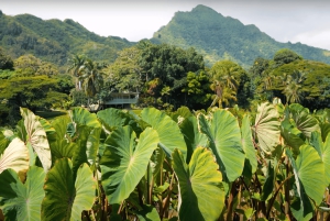 Oahu: Excursión en Tranvía por la Granja de Kualoa y la Isla Secreta