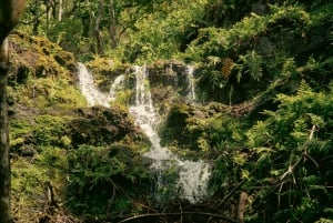 Oahu : Expédition en plein air dans la jungle de Kualoa