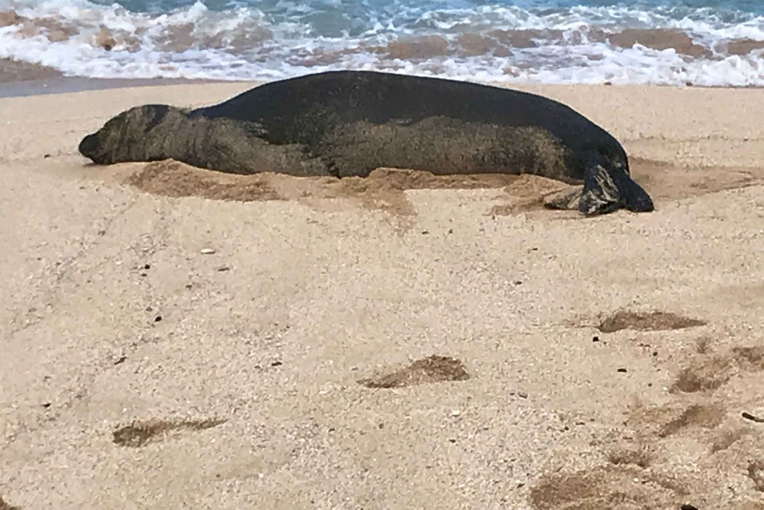 Oahu: Vandretur til Manoa Falls og stranddag på østsiden