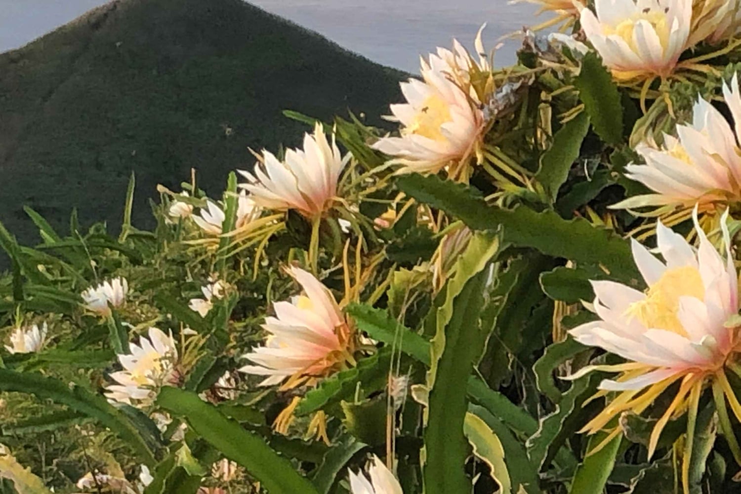 Oahu: Vandretur til Manoa Falls og stranddag på østsiden