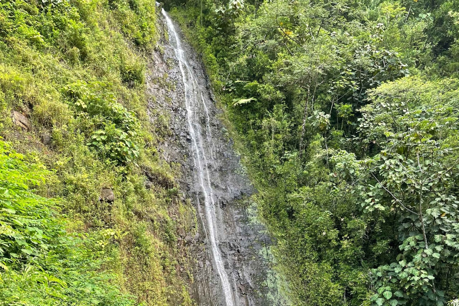 Oahu: Vandretur til Manoa Falls og stranddag på østsiden