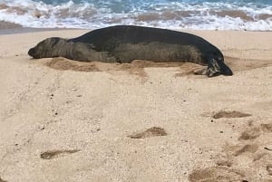 Oahu: Vandretur til Manoa Falls og stranddag på østsiden