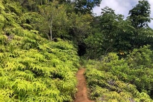 Oahu: Vandretur til Manoa Falls og stranddag på østsiden