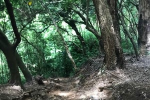 Oahu: Vandretur til Manoa Falls og stranddag på østsiden
