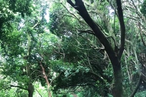 Oahu: Vandretur til Manoa Falls og stranddag på østsiden