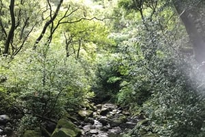 Oahu: Vandretur til Manoa Falls og stranddag på østsiden