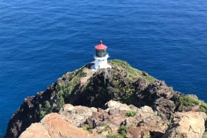 Oahu: Vandretur til Manoa Falls og stranddag på østsiden