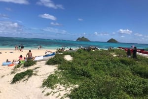 Oahu: Vandretur til Manoa Falls og stranddag på østsiden